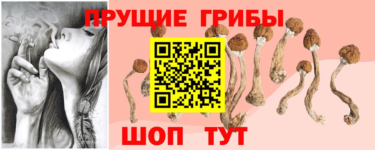 Псилоцибиновые грибы Psilocybine cubensis Ивантеевка